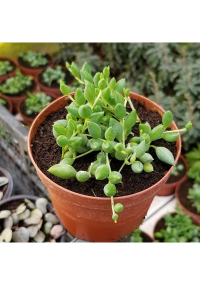 Söbe-boncuk Çiçeği Sukulent.senekio klenia Rowleyanus 8 Cm