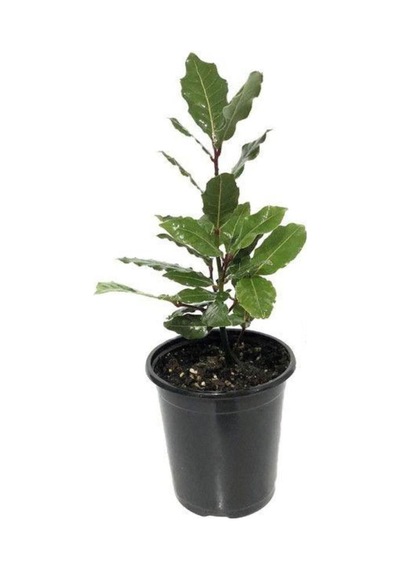 Defne Fidanı 30 - 40 Cm Laurus Nobilis