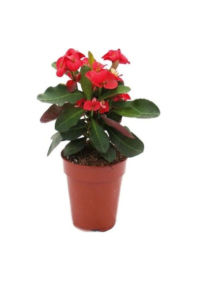 Videolu Kırmızı Milli Dikenler Tacı 1 Adet Saksılı 15-30 Cm Kaktüs Iç Mekan Bitkisi Euphorbia