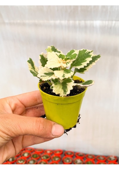 Videolu Sarkıcı Sukulent Beyaz Alacalı 10-20 Cm Saksılı Çiçekli Bodur Variegata Plectranthus