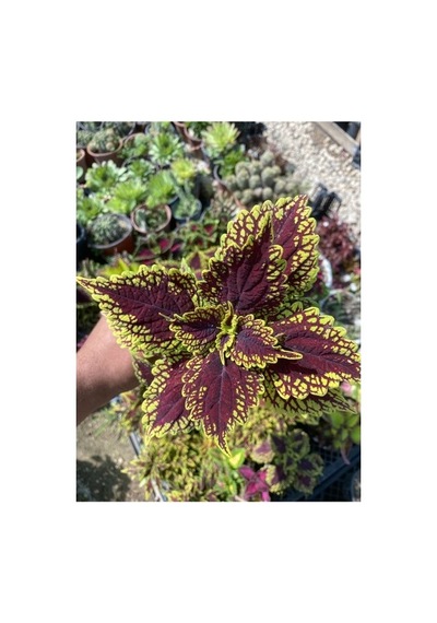 Yaprağı Güzel Fidanı Kolyos Saksı Çiçeği 10-20 Cm
