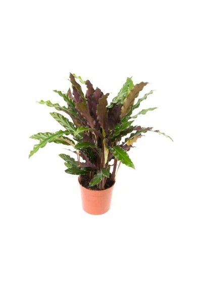 Kaladya Calathea Rufibarba Wavestar Fidanı 10-20 Cm