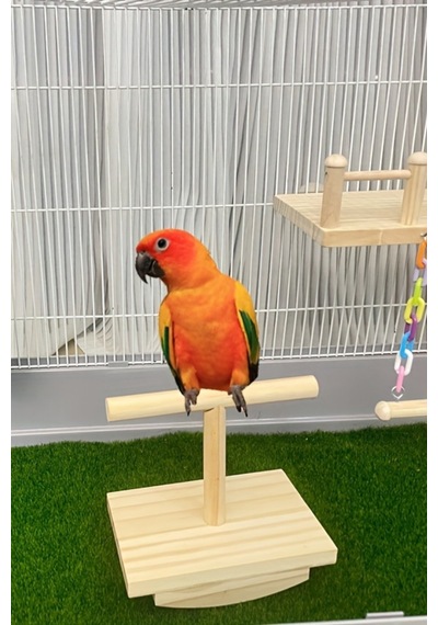Doğal Ağaç Kuş Oyun Platformu - Muhabbet Kuşu, Conure, Sultan Papağanı İçin Zeka Oyuncağı
