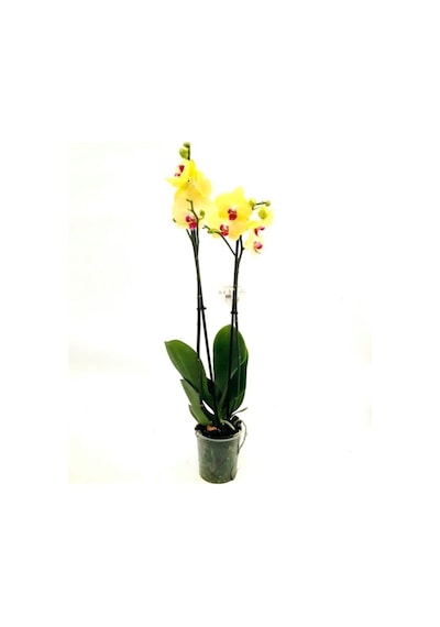 Orkide Çift Dallı Orkide 60-80cm Arası Boyunda Sarı Göbeği Pembe - 119894343