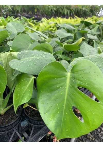 Perlak Canlı Yapraklı Deve Tabanı Çiçeği 1 Adet Saksılı 30-50cm