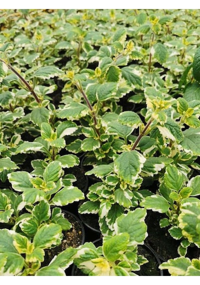 Mis Kokulu Formlu Benjamin Çiçeği Saksılı Sarkıcı Bitki 10-20cm