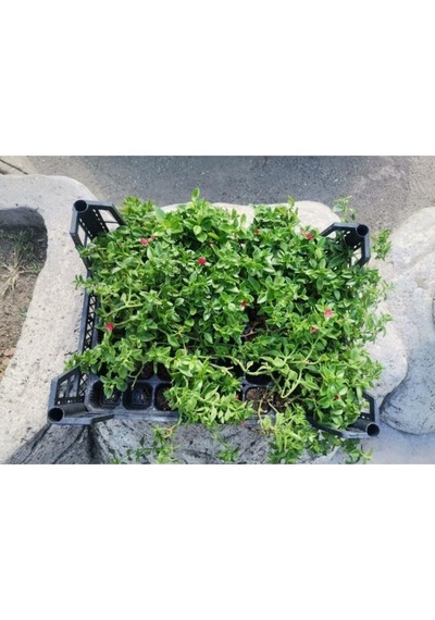 Buz Çiçeği Fidanı Skulent & Kaktüs Aptenia Cordifolia 10-20 Cm