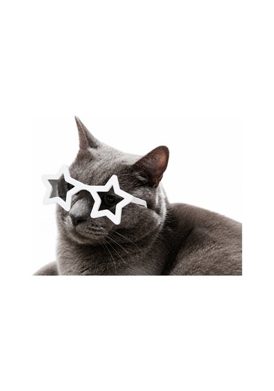 Kedi Gözlük Seti 3 Lü Renk Seçenekli Eğlenceli Kedi Aksesuarı Sert Plastik Tüm Yaşlar