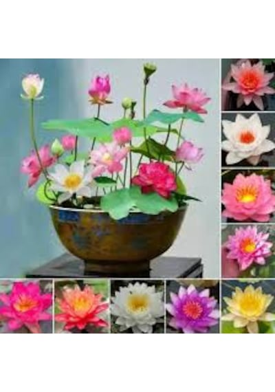 10 Adet Tohum Nadir Kutsal Lotus Çiçeği Tohumu Hediye Tohumlu