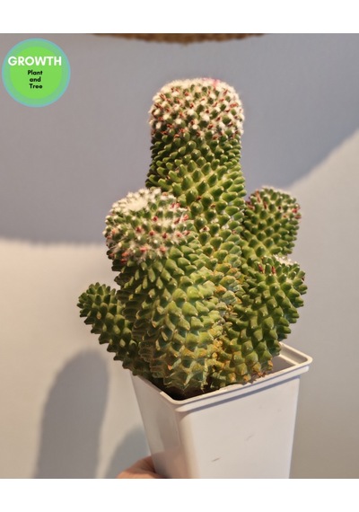 Mammillaria Bucareliensis Kaktüs 1 Adet