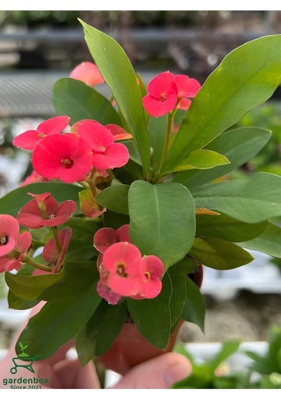 Kırmızı Dikenler Tacı Kaktüsü 1 Adet 15-25cm Red Euphorbia Milii