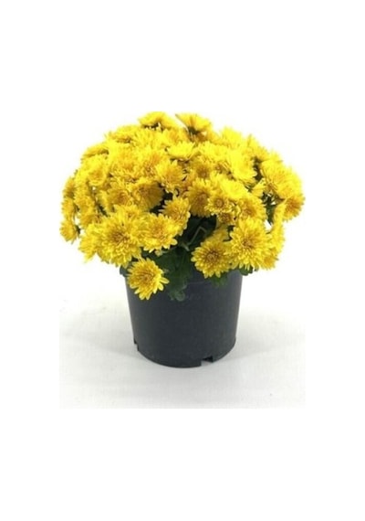 Koyu Sarı Kasımpatı Krizantem Chrysanthemum 10-20 Cm