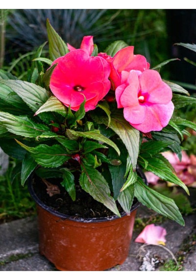 Cam Güzeli Çiçeği Kırmız-pembe 2 Adet Saksılı 20-40 Cm Yeni Gine Impatiens Walleriana