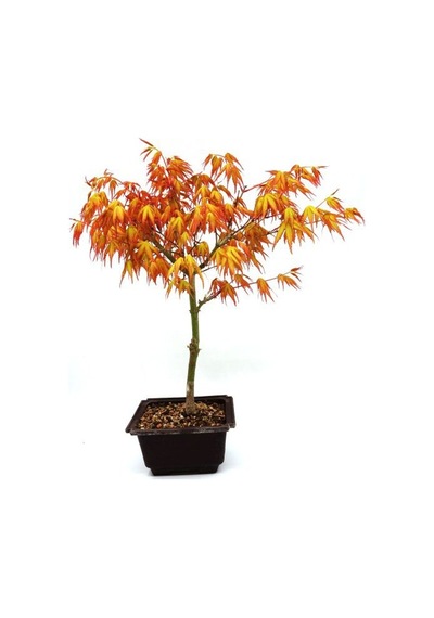 Katsura Bonzai Ağacı Tohumu 5 Tohum + Bonsai Tohumu