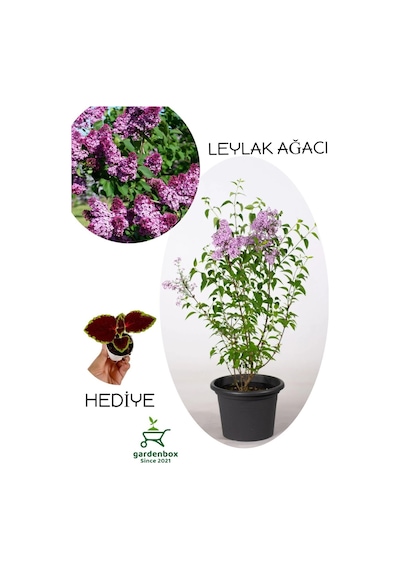 Yoğun Kokulu Leylak Çiçeği Fidanı 1 Adet Saksılı 30-60cm +yaprak Güzeli