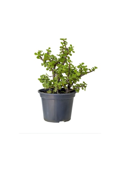 Bereket Çiçeği Portulacaria Afra Saksılı Canlı Bitki, 15-25 Cm, Kolay Bakım Çok Renkli
