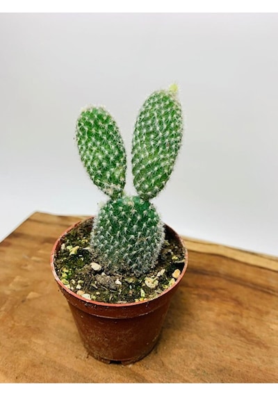 Opuntia Microdasys Tavşan Kaktüs