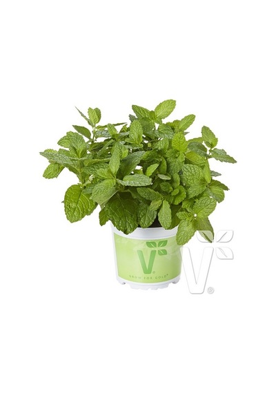 Geniş Yapraklı Hızlı Gelişen Garden Mint Bahçe Nanesi Fidesi 2 Adet