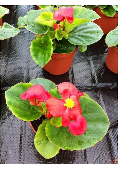 Begonya Çiçeği Kırmızı Begonıa Semperflorens 90 Adet