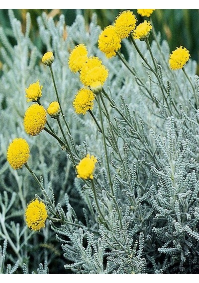 Videolu Yoğun Kokulu 1 Adet Lavantin Çiçeği Fidanı 40-60cm Saksılı Lavender Flower