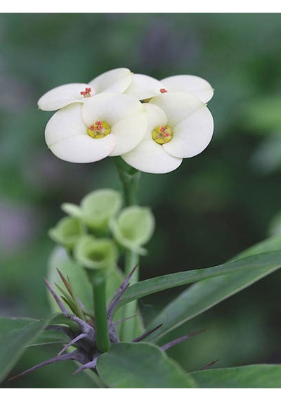 Videolu Beyaz Milli Dikenler Tacı 1 Adet Saksılı 15-40 Cm Salon Bitkisi Euphorbia