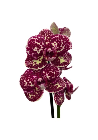Phalaenopsis 'wild Cat' Bordo Orkide Ø12 Cm 45-50 Cm