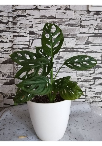 Monstera Monkey Deve Tabanı