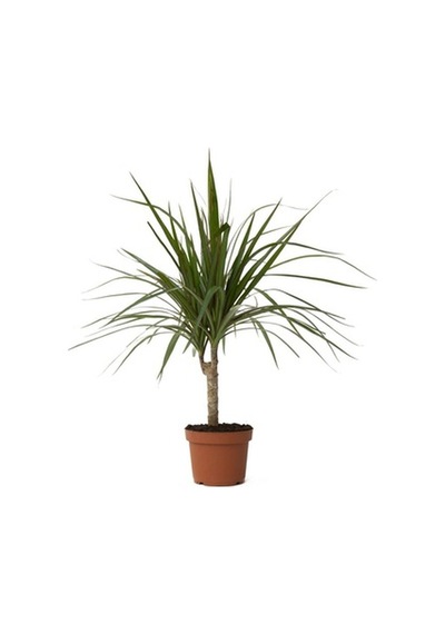 Dracena Marginata Bitkisi - Madagaskar Dragon Ağacı 50-60 Cm