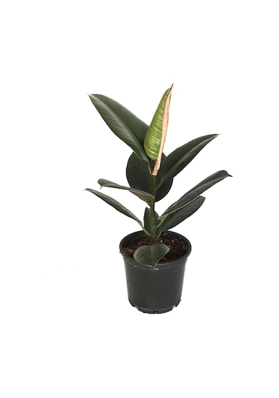 Ficus Elastica (Kauçuk Çiçeği) Ø12 CM 30-35 CM