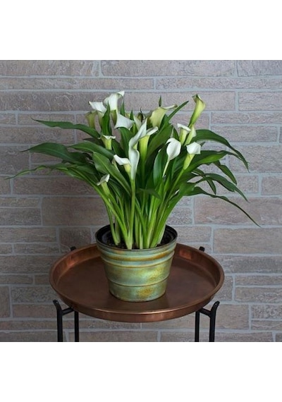 Gala Gelin Çiçeği Calla Lily Beyaz 10-20 Cm