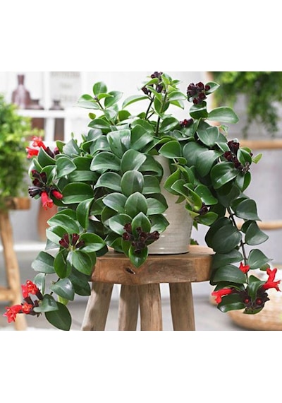 Ruj Çiçeği Aeschynanthus - Askılı Saksıda 5 Adet