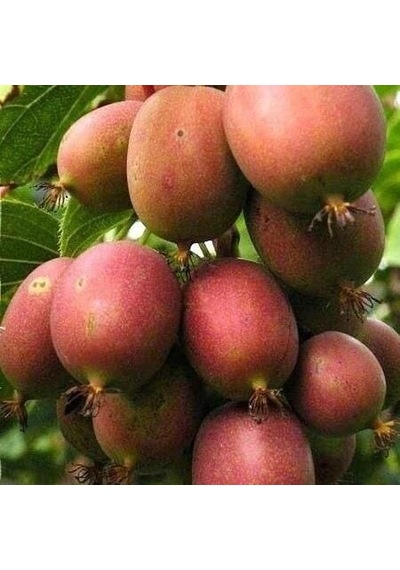 2 Yaş Kens Red Bordo Mini Kivi Fidanı 1 Erkek Ve 1 Dişi , Torbada
