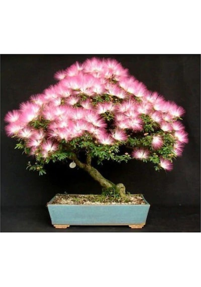 Nadir Ithal Bodur Gülibrişim Bonzai Ağacı Tohumu 5 Tohum Bonsai Tohumu