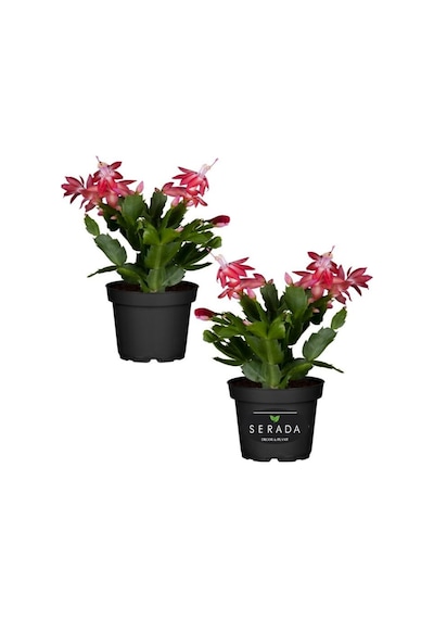 Yılbaşı Çiçeği Kırmızı 2 Adet 10-20cm Schlumbergera Truncata