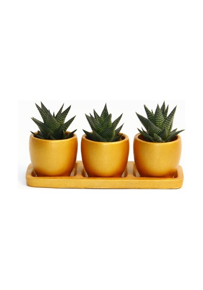 Trio Orange Sukulent Seti - Haworthia Limifolia