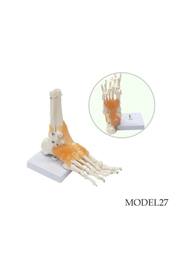Ayak ve Ayak Bileği Maketi Model 27