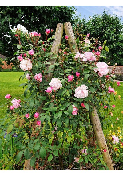 Pembe Ponpon Sarmaşık Gül Fidanı 1 Adet 80-120cm Dış Mekan Climbing Pink Ruffled Rose