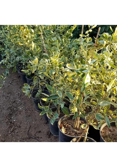 6 Yaş Aşılı Alacalı Calamondin Süs Mandalinası Fidanı. Saksıda