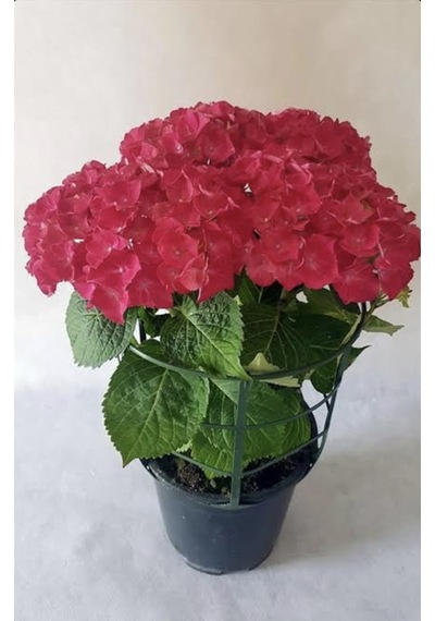Kırmızı Ortanca Çiçeği Saksılı 30-40 Cm Boy Bol Dallı Diğer