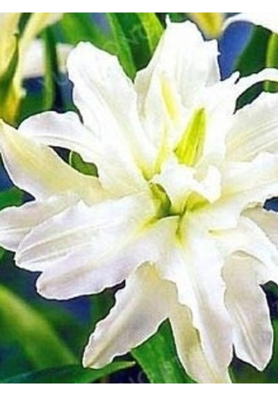 5 Adet Lilyum Çiçeği Soğanı Kokulu Beyaz