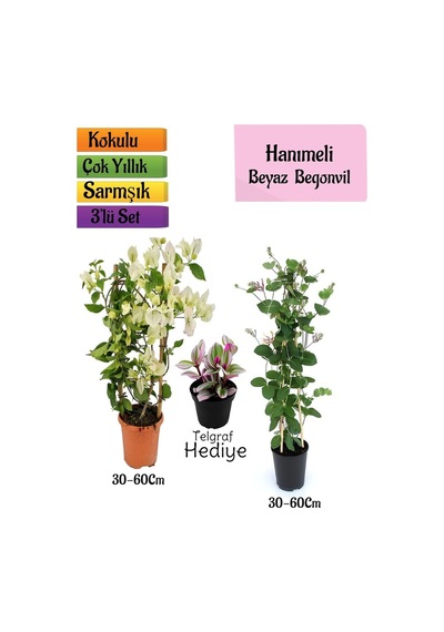 Beyaz Begonvil+kokulu Hanıme Çiçeği+telgraf Çiçeği 3'lü Peyzaj Seti