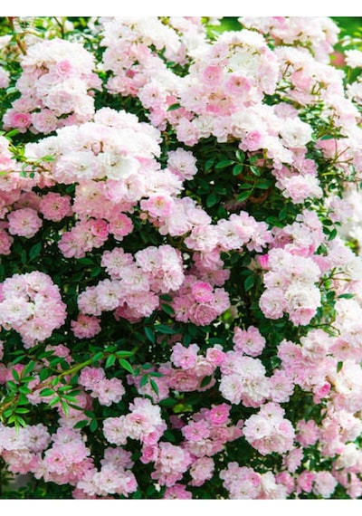 Pembe Sarmaşık Ponpon Gül Fidanı 1 Adet Dış Mekan Bitkisi 35-60 Cm Pink Climbing Rose