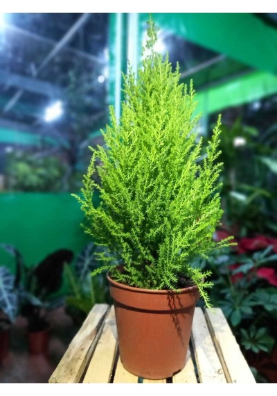 Çok Avantajlı Limon Kokulu Limoni Servi Cupressus Ev Ofis Salon Çamı 30-40 Cm