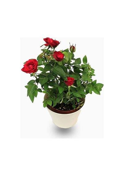 Videolu Kırmızı Kokulu Yediveren 50 70 Cm Saksılı Aşılı Gül Red Rose