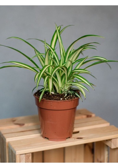 Dekoratif Bol Köklü Salon Çiçeği Chlorophytum Comosum 20-30cm