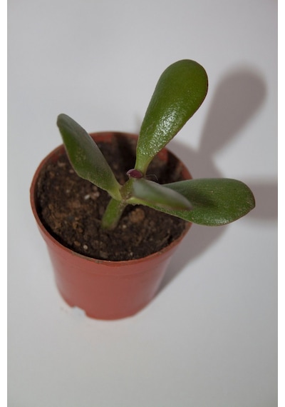 Şans Ve Para Çiçeği Crassula Ovata Tekli 5.5 Cm Küçük Saksıda