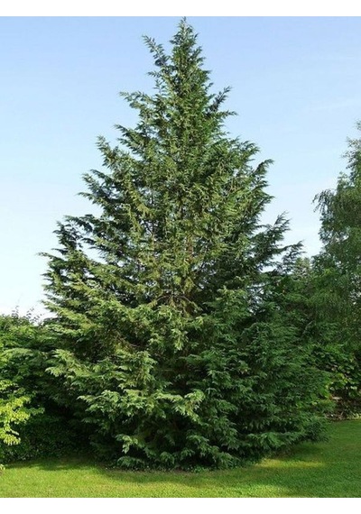 Videolu Hoş Kokulu 20 Adet Leylandi Fidanı 15-25cm Tüplü Leyland Sapling