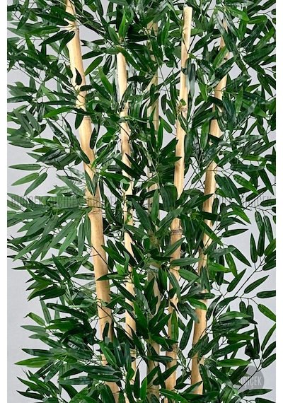 Zen Bambu Ağacı 240 Cm Mocha Bone Saksıda