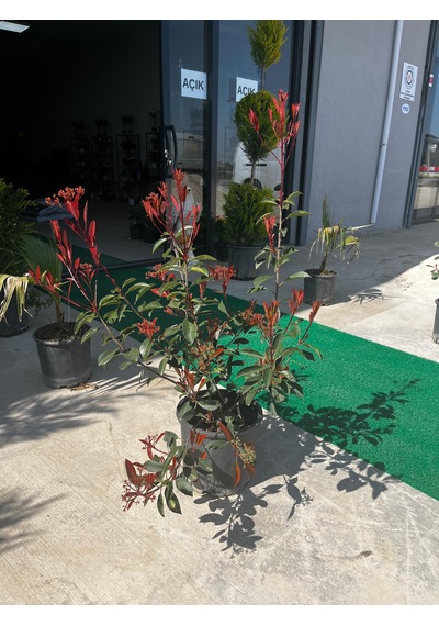 Alev Çalısı - Photinia Fraseri 'red Robin'