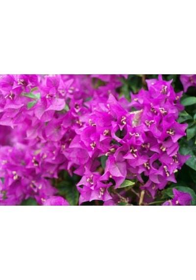 1 Adet Koyu Pembe Begonvil Çiçeği 40-50 Cm Saksılı Çiçekli Bodur Bitkiler Bougainvillea